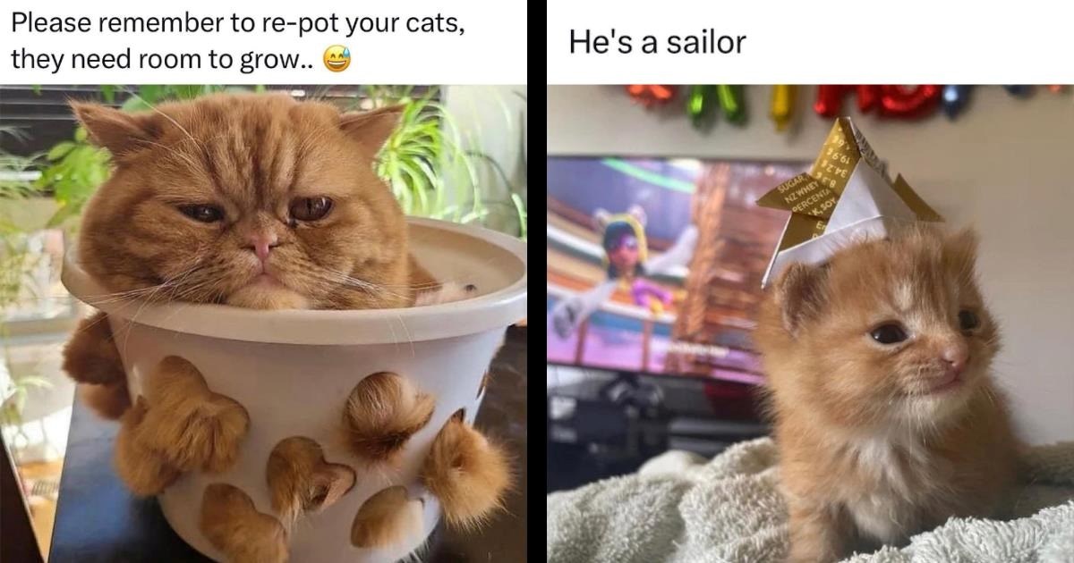 Cat Memes Lol Humor Comedy Cuteness Wholesome Adorable Kitten Kitty Kitties Feline Felines.jpeg