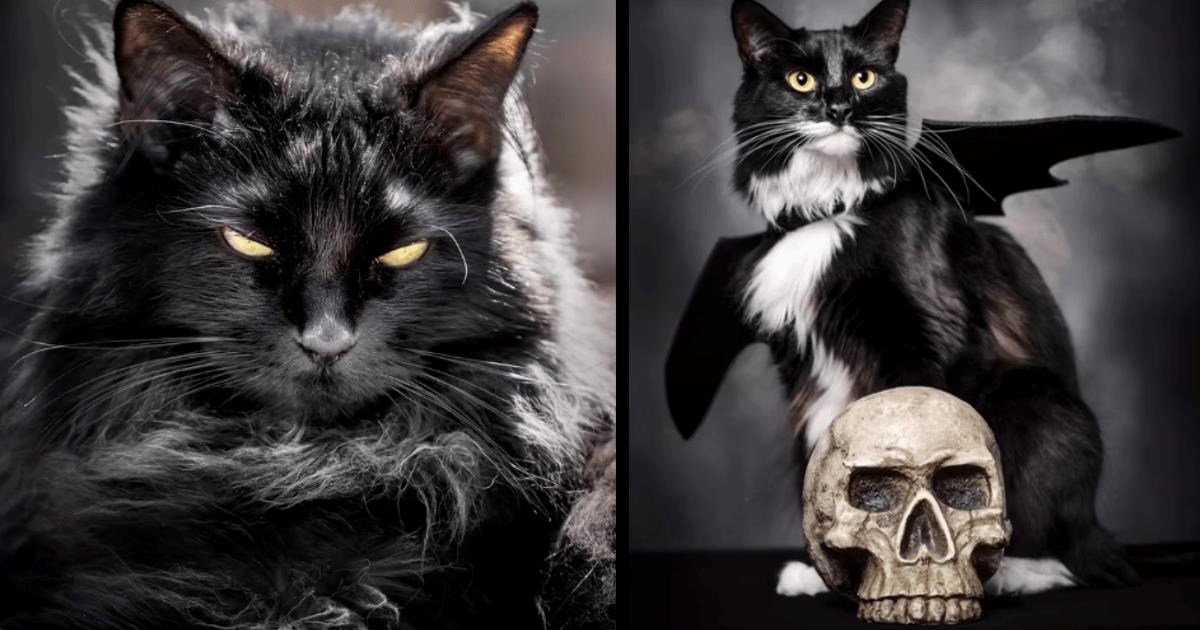 Black Cats Meow Halloween Meowloween Feline Felines Photographer Goth Gothic Spooky Scary Aesthetic.jpeg