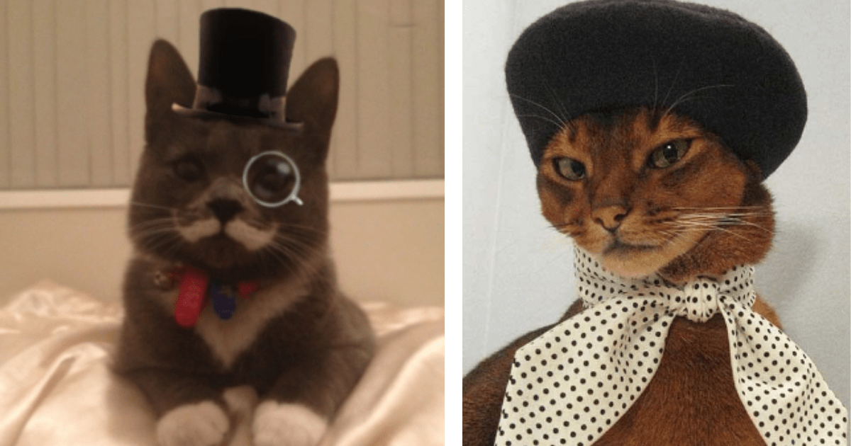 Includes Two Photos Including A Cat In A Top Hat And Monocle And A Cat In A Beret And Scarf.png