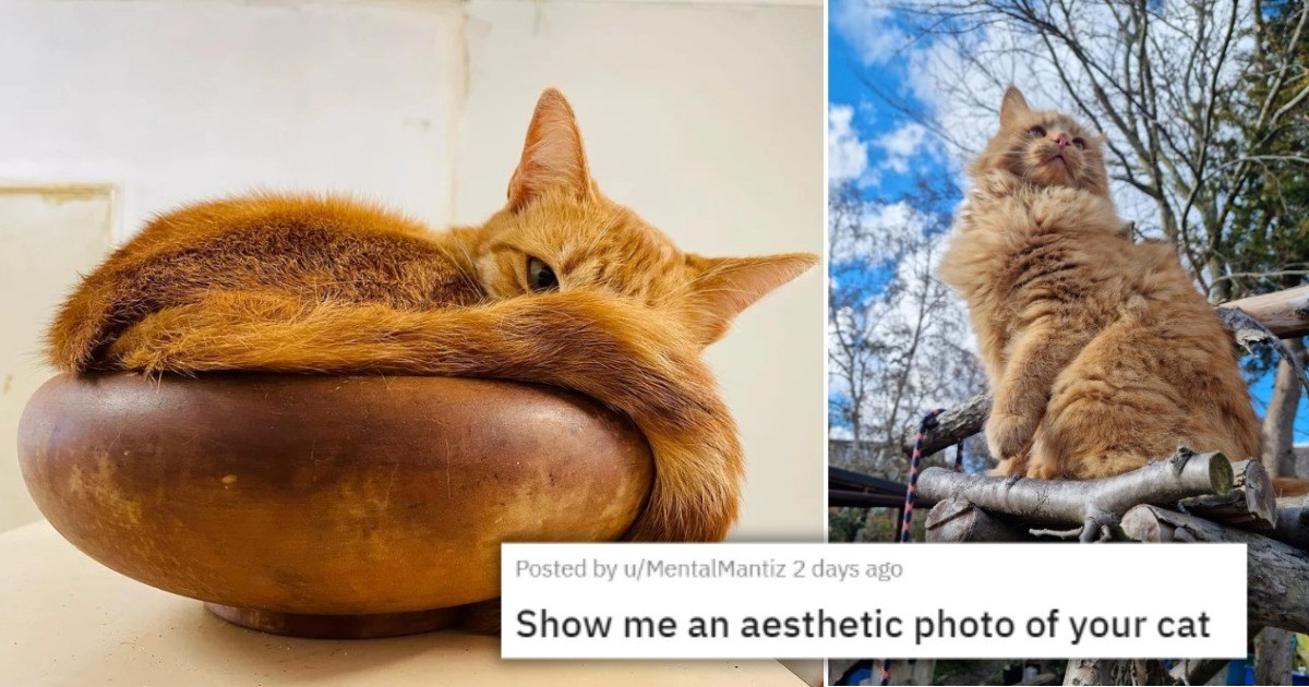 31 Pictures Of Aesthetic Cats.jpeg