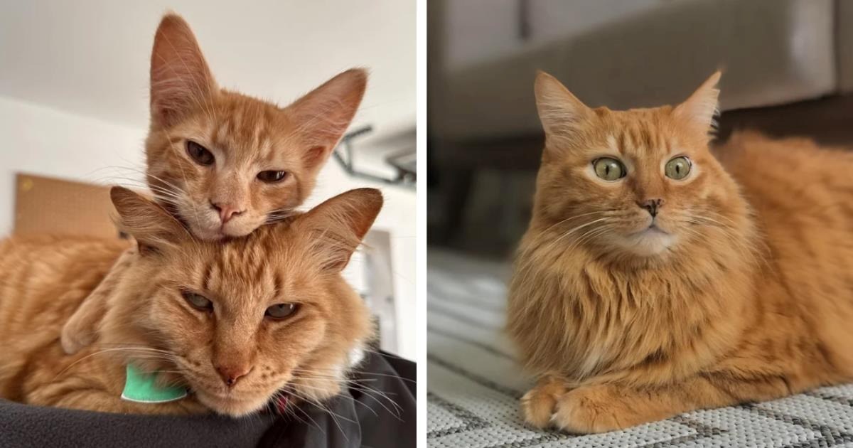 A Purrfect Presentation Of Adorable Orange Cat Pics For The Clementine Crowd.jpeg