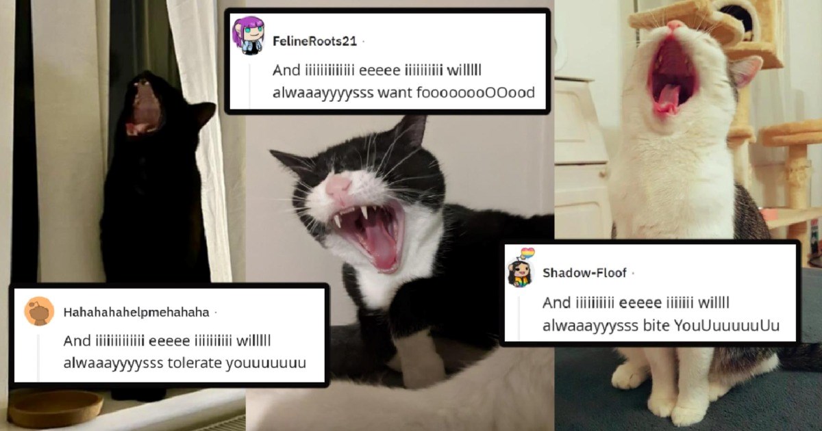 Heartwarming Singing Felines Cute Cats Goofball Sweet Performance Goofy Silly Cats Funny 23818757.jpeg