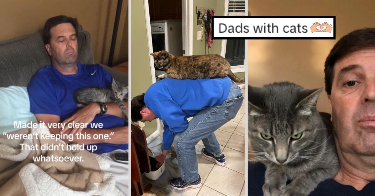 Cute Adopted Cuddles Feline Felines Kitten Kittens Kitty Foster Adopt Dad Dads Father Cat Dad.jpeg