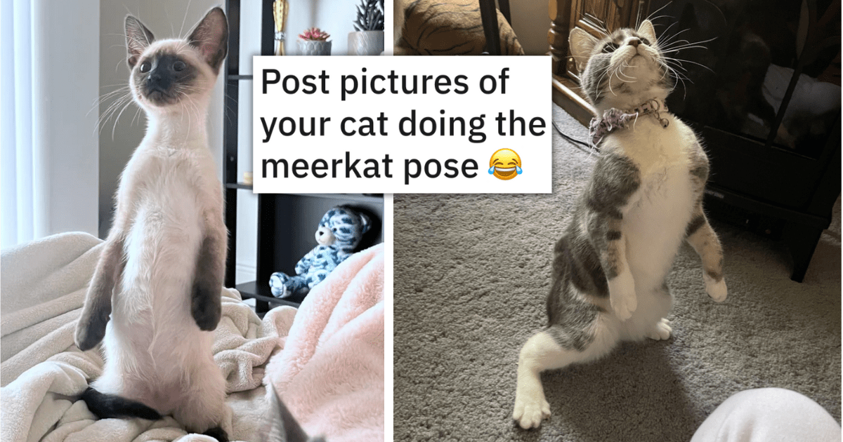 On Two Legs And One Picture Of Text Including Post Pictures Of Your Cat Doing The Meerkat Pose.png