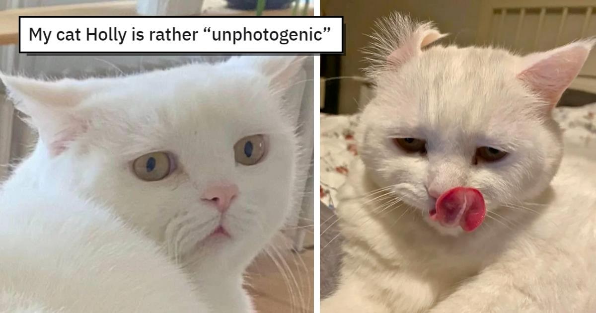 Pictures Of Unphotogenic Feline In Hissterical Thread Internet Predicts Cat Will Become A Meme.jpeg