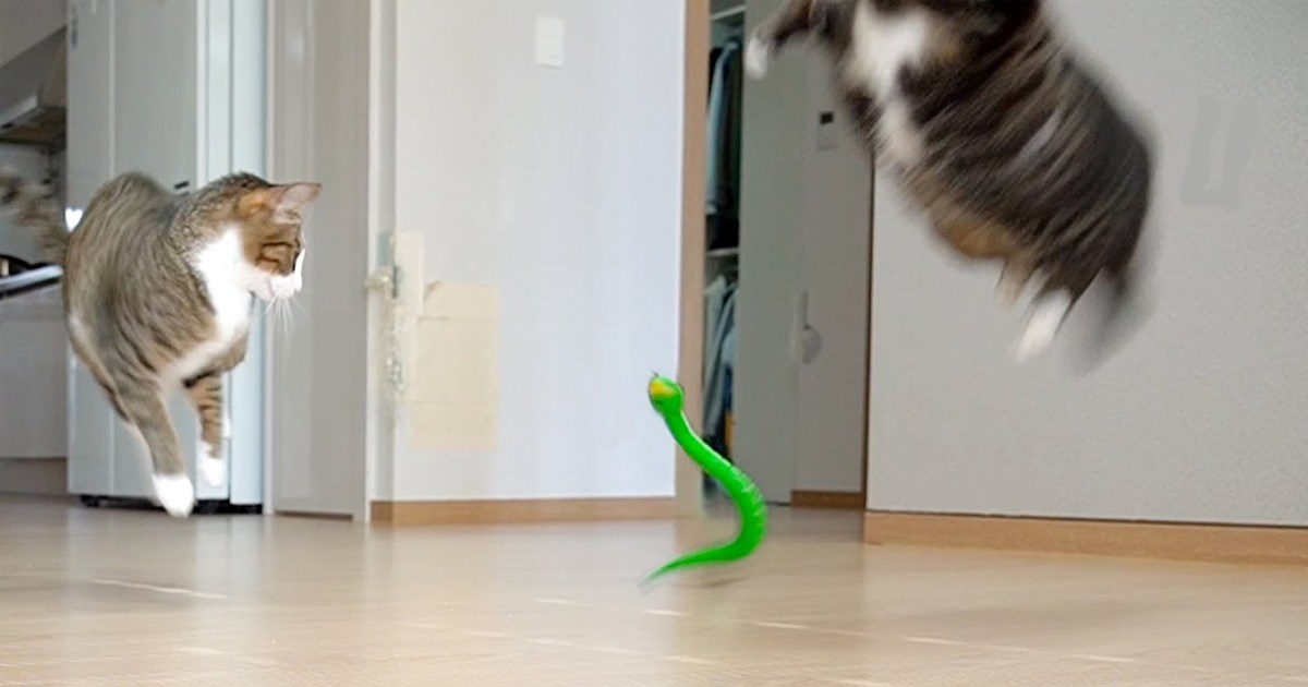 With Shock To A Toy Snake Thumbnail Includes One Image Of A Toy Snake And Two Cats Mid Jump.jpeg