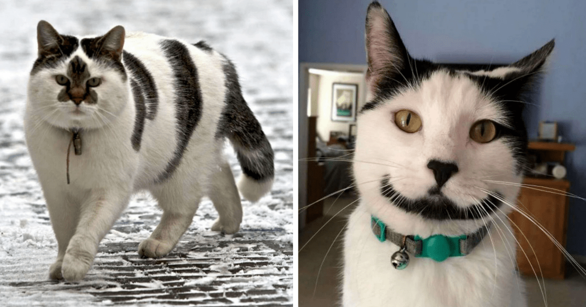 34 Pictures Of Cats Thumbnail Includes Two Pictures Of Cats With Unique Markings.png