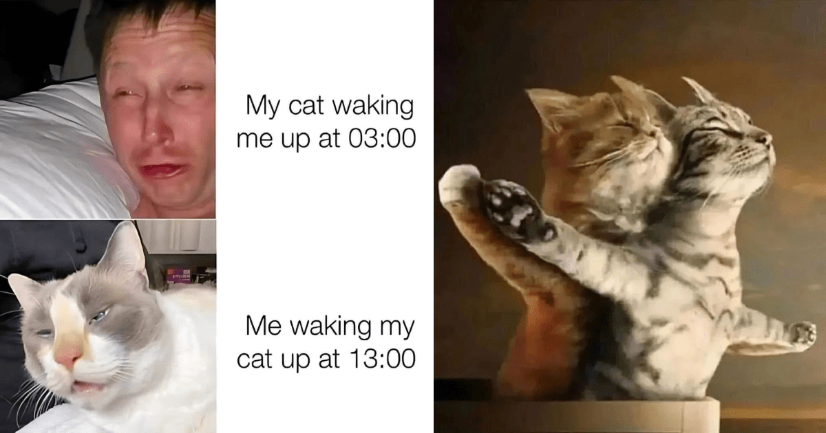 Me Waking My Cat Up At 1300 The Other Image Shows Two Cats Reenacting The Bow Scene From Titanic.png