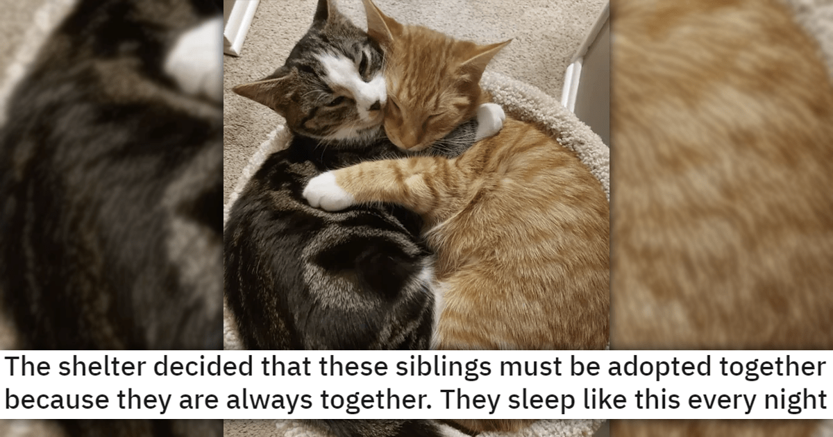 Siblings Must Be Adopted Together Because They Are Always Together They Sleep Like This Every Night.png