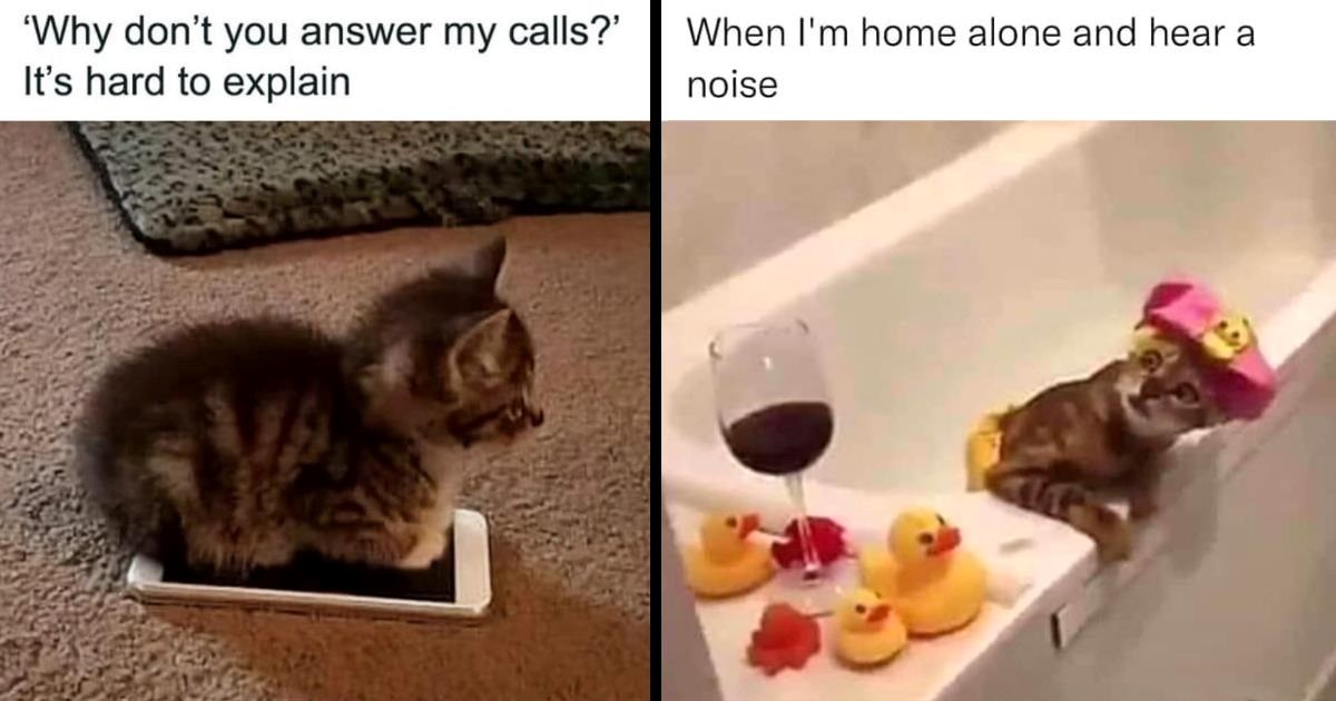 30 Purrfect Cat Memes For A Miraculous Midweek Mood Boost.jpeg