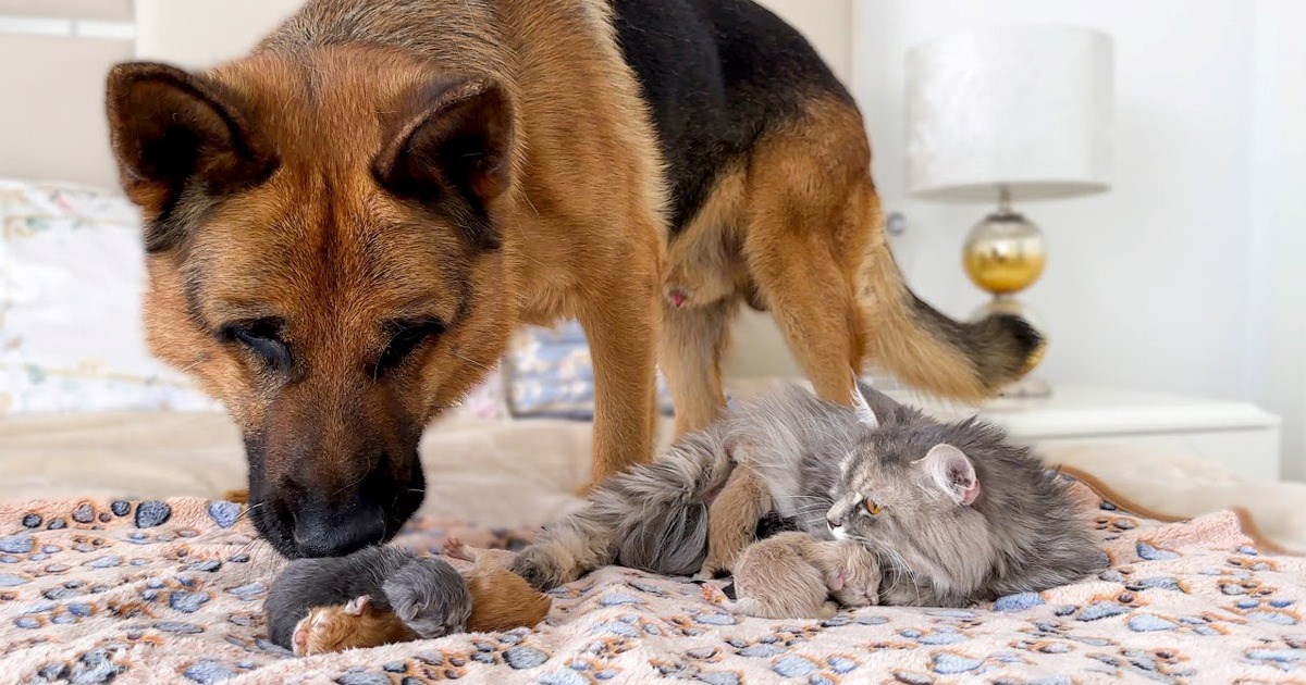 A Picture Of A Mom Cat Next To A Bunch Of Kittens With A Giant German Shepard Sniffing Them.jpeg