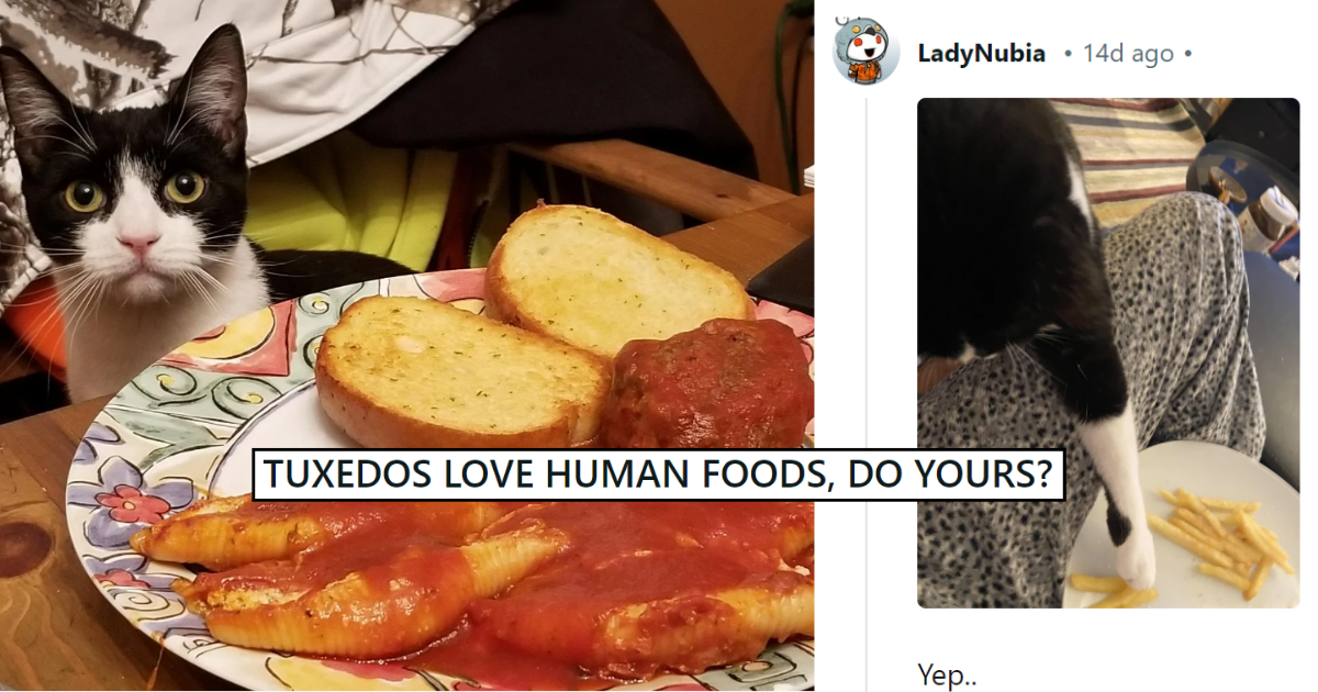 Includes One Cat Picture And Tuxedos Love Human Foods Do Yours And One Cat Meme Including Yep.png