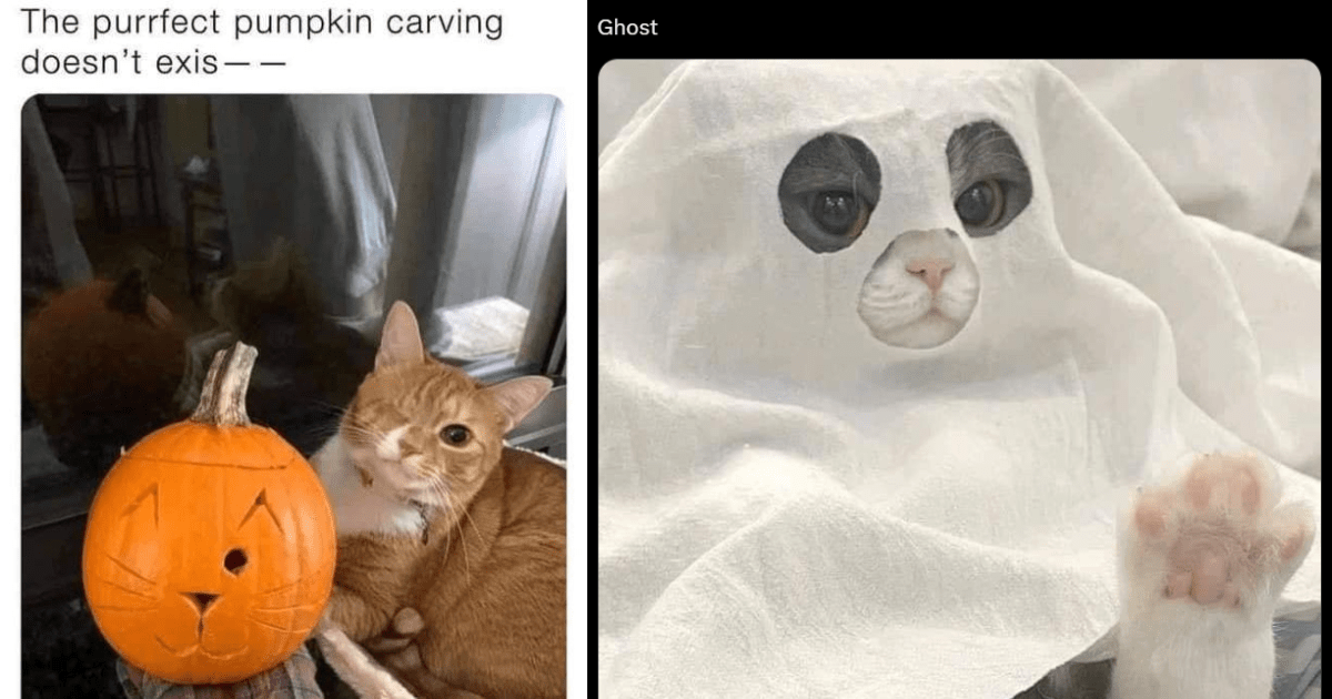 Includes One Meme Including The Purrfect Pumpkin Carving Doesnt Exis And One Meme Including Ghost.png