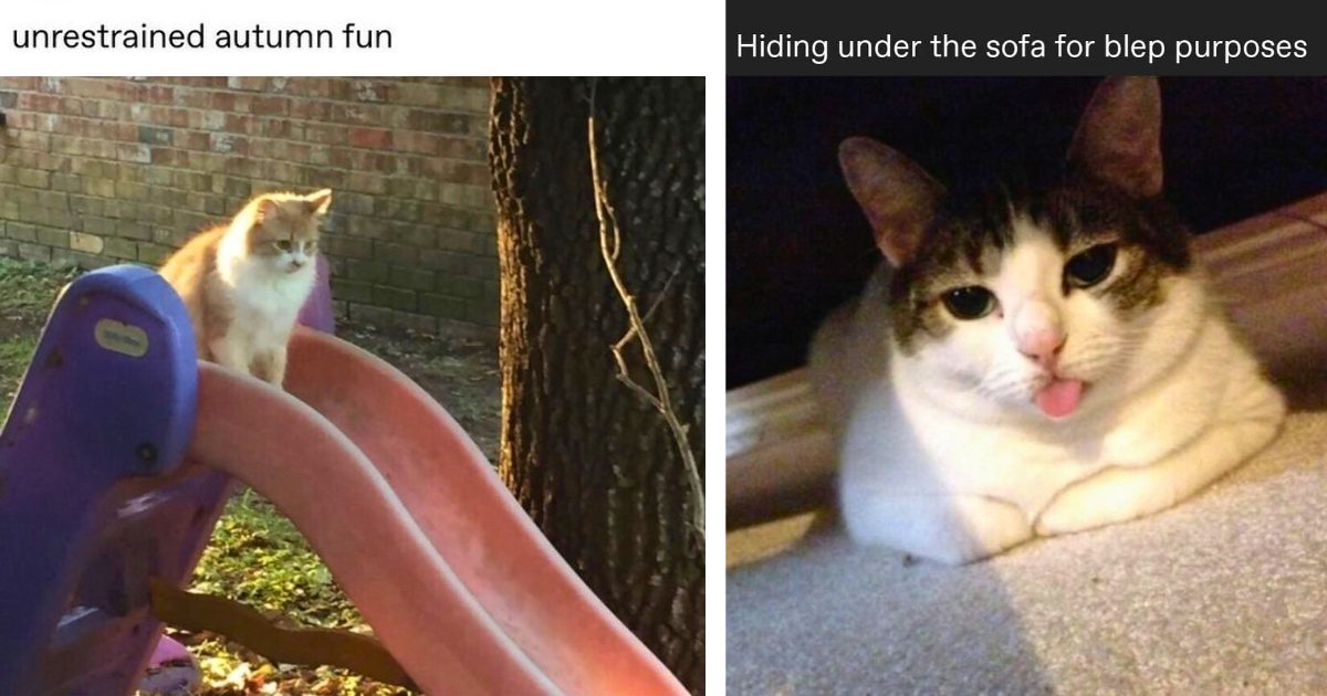 Including Unrestrained Autumn Fun And One Meme Including Hiding Under The Sofa For Blep Purposes.png