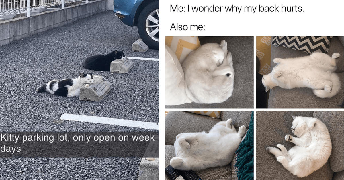 Parking Lot Only Open On Week Days And One Meme Including Me I Wonder Why My Back Hurts Also Me.png